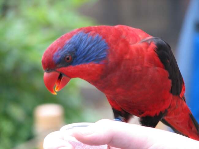 Image of Biak Red Lory