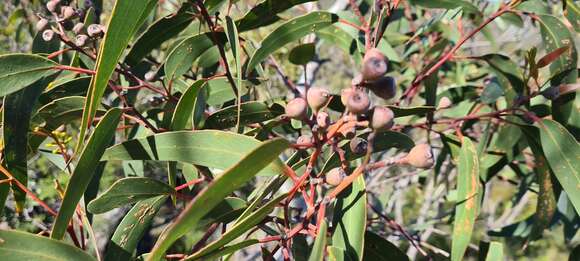 Eucalyptus haemastoma Sm. resmi