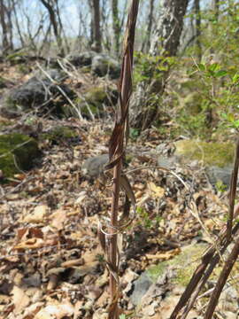 Image of Spiraea elegans Pojark.