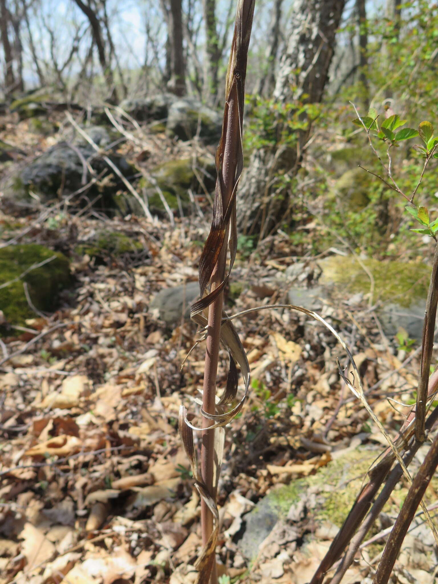 Image of Spiraea elegans Pojark.