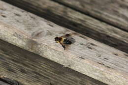 Image of Eristalis himalayensis Brunetti 1908