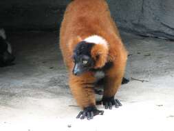 Image of Red Ruffed Lemur