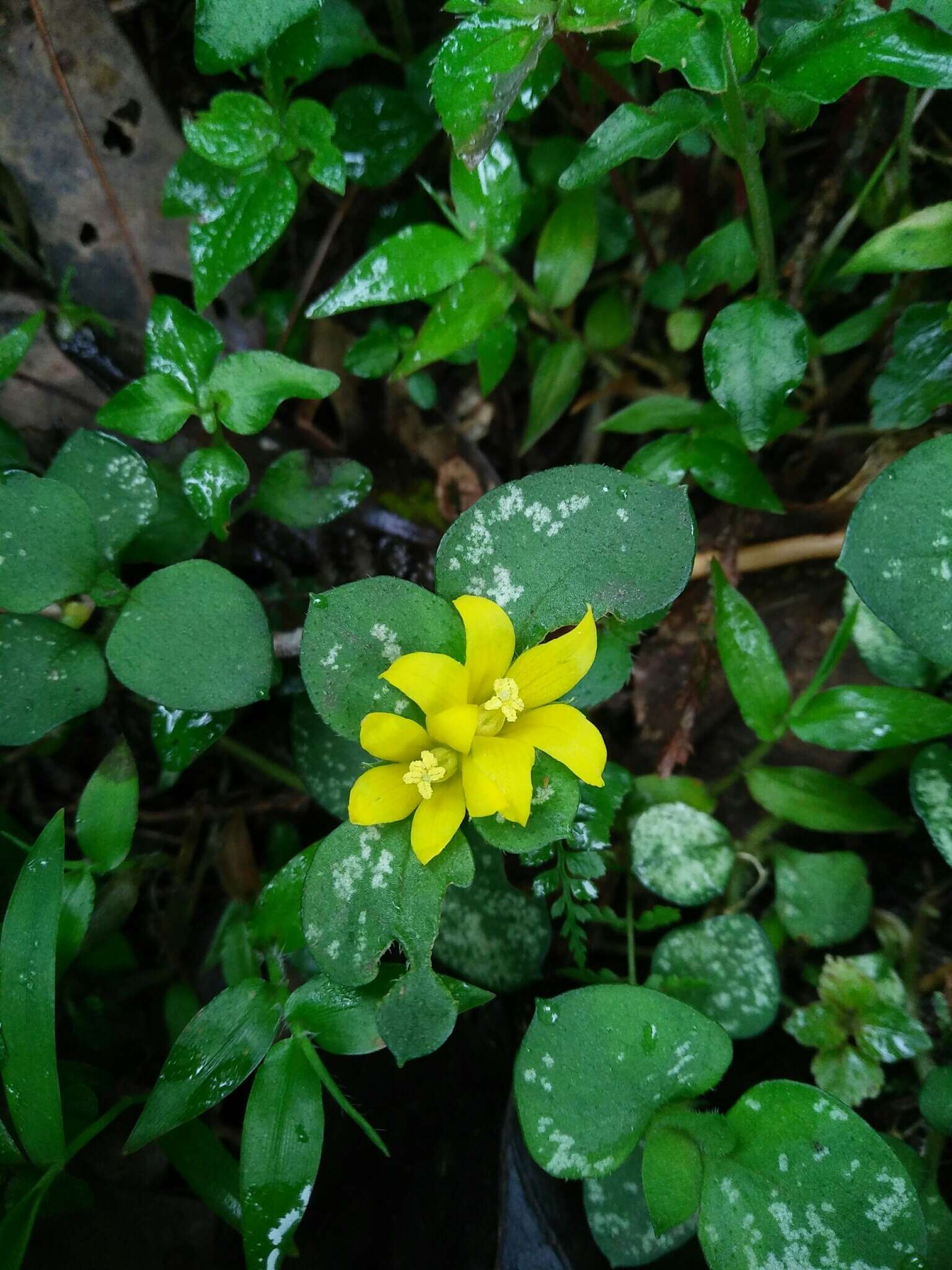 Plancia ëd Lysimachia congestiflora Hemsl.