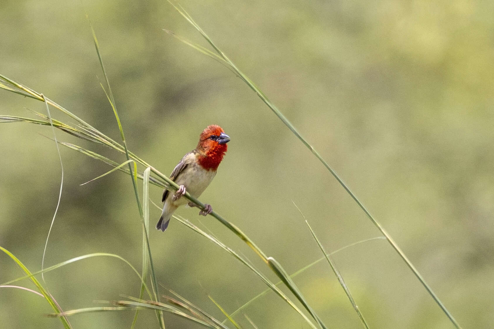 Слика од Quelea cardinalis (Hartlaub 1880)