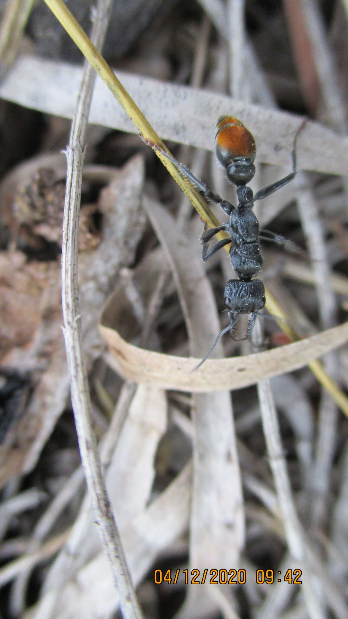 صورة Myrmecia michaelseni Forel 1907