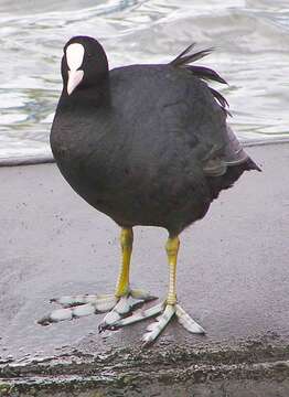 Image of Common Coot