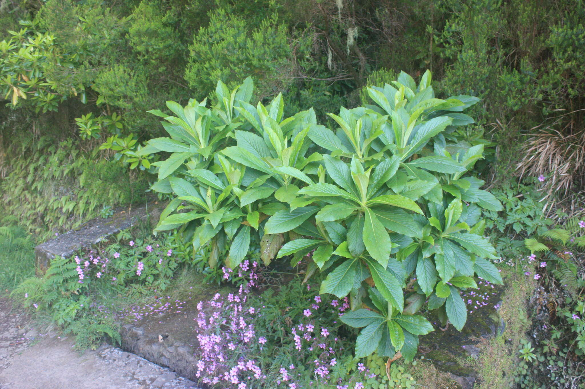 Imagem de Digitalis sceptrum L. fil.