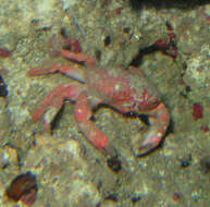 Image of Strawberry crab