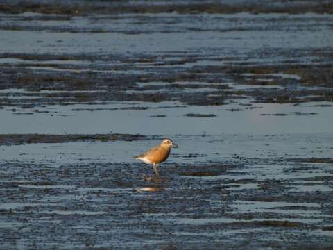 Charadrius obscurus Gmelin & JF 1789 resmi