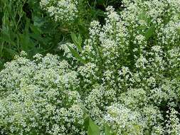 Image of field pepperweed