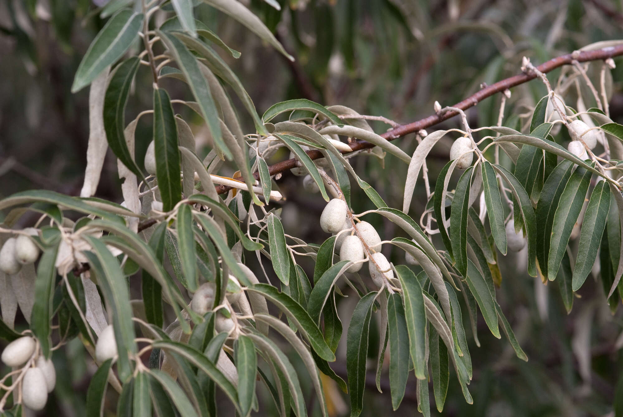 Image of Russian olive