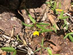 Image de Pigea stellarioides (Domin) P. I. Forst.