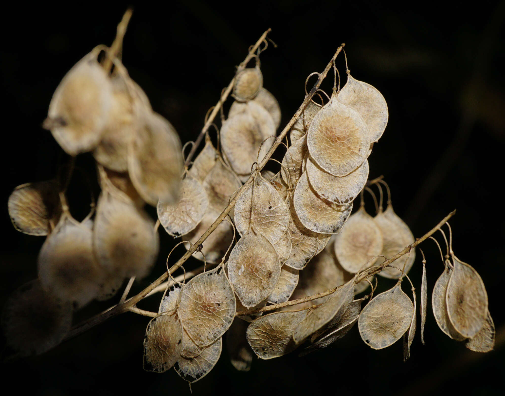 Imagem de Peltaria alliacea Jacq.