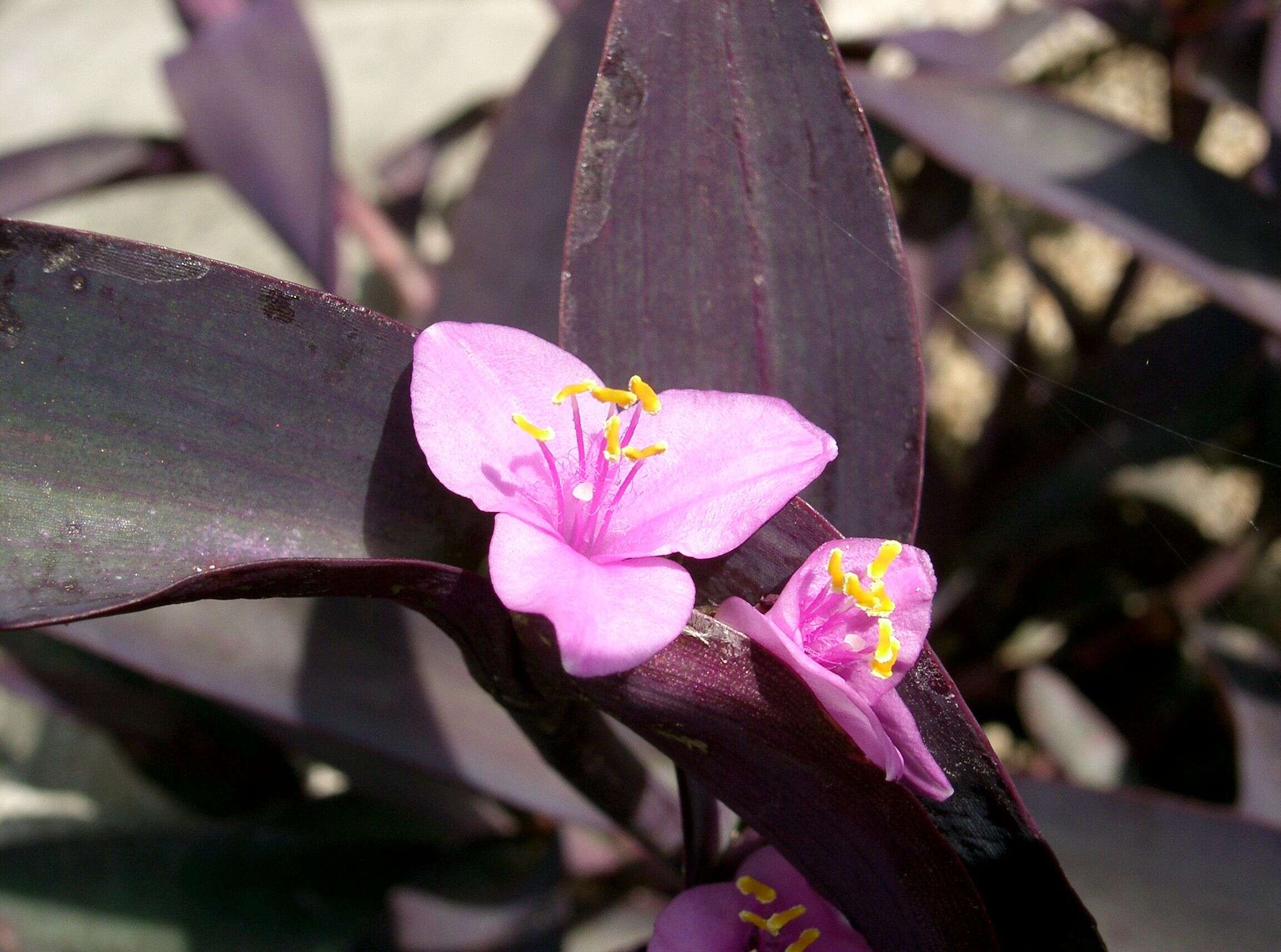 Image of purple heart