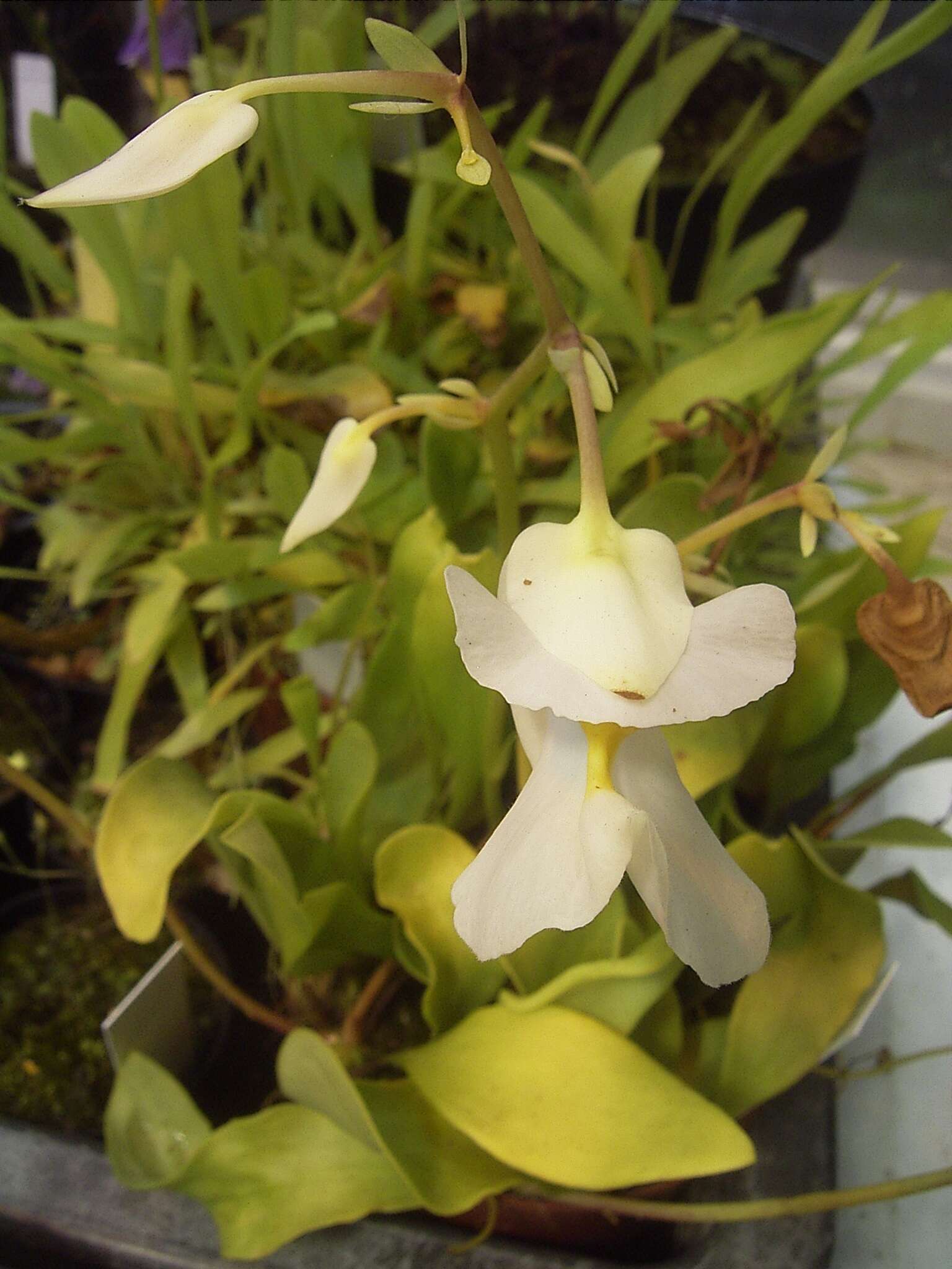 Image of Utricularia alpina Jacq.