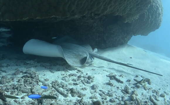 Image of Jenkins' Whipray