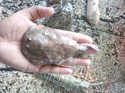 Image of Spottail Sleeper Ray