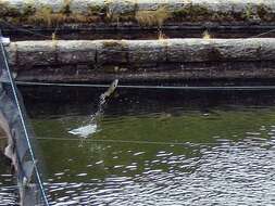 Image of Brown Trout