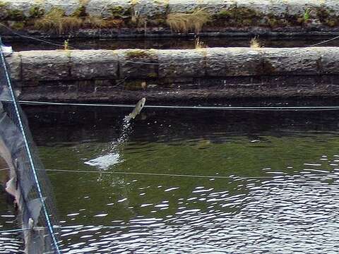 Image of Brown Trout