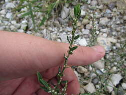 Image of erect knotweed