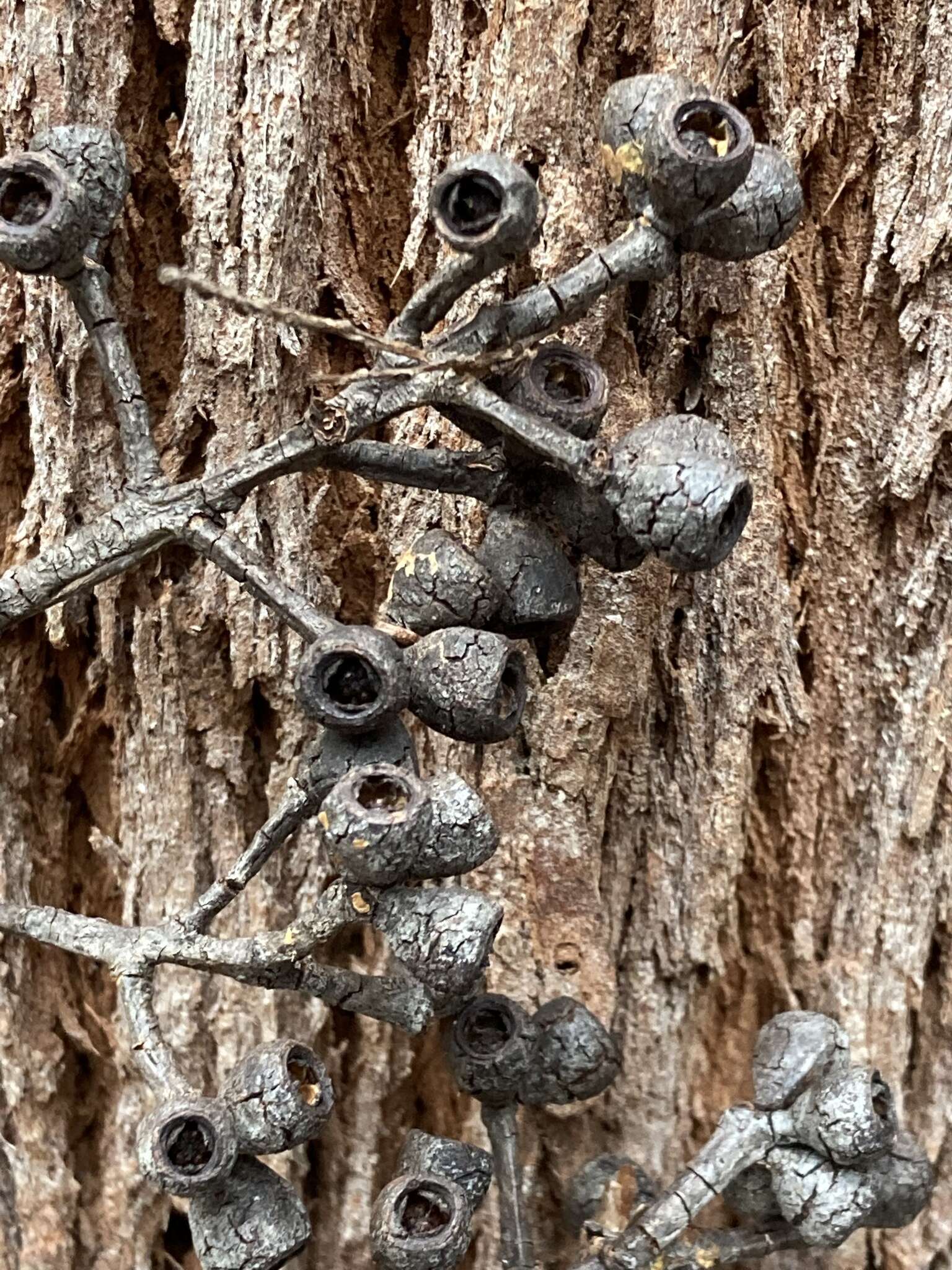 Image of Eucalyptus guilfoylei Maiden