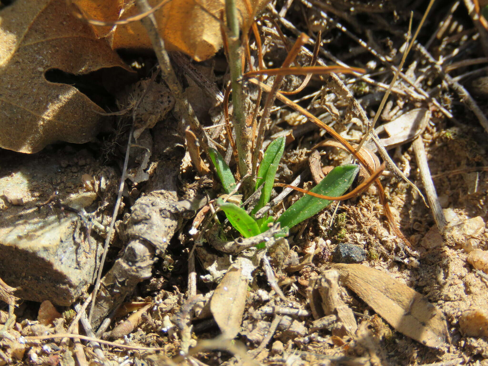 Image of Galatella aragonensis Nees