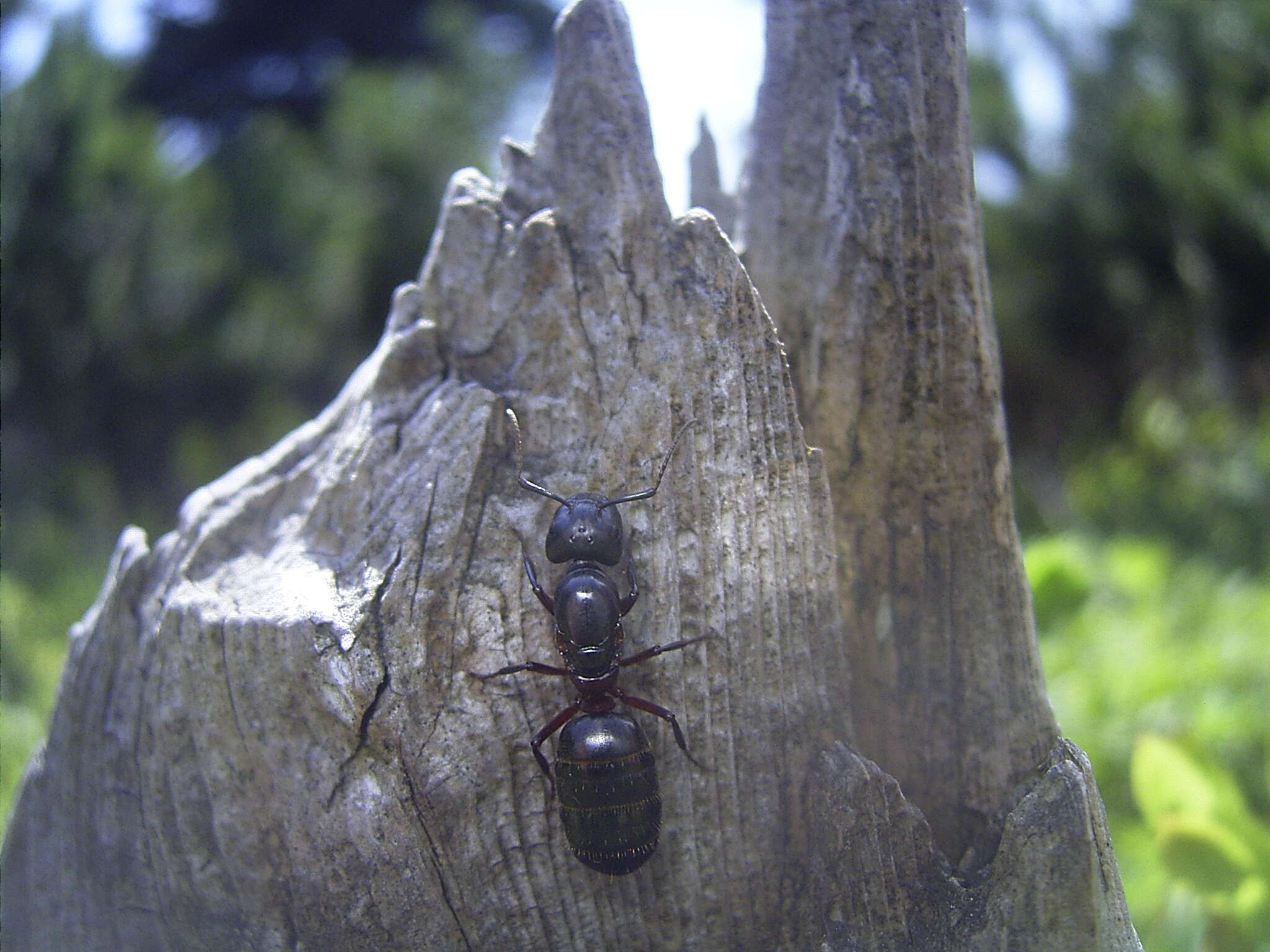 Image of Camponotus herculeanus (Linnaeus 1758)