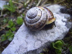 Image of Copse Snail