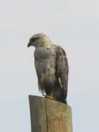 Image of Grey-lined Hawk