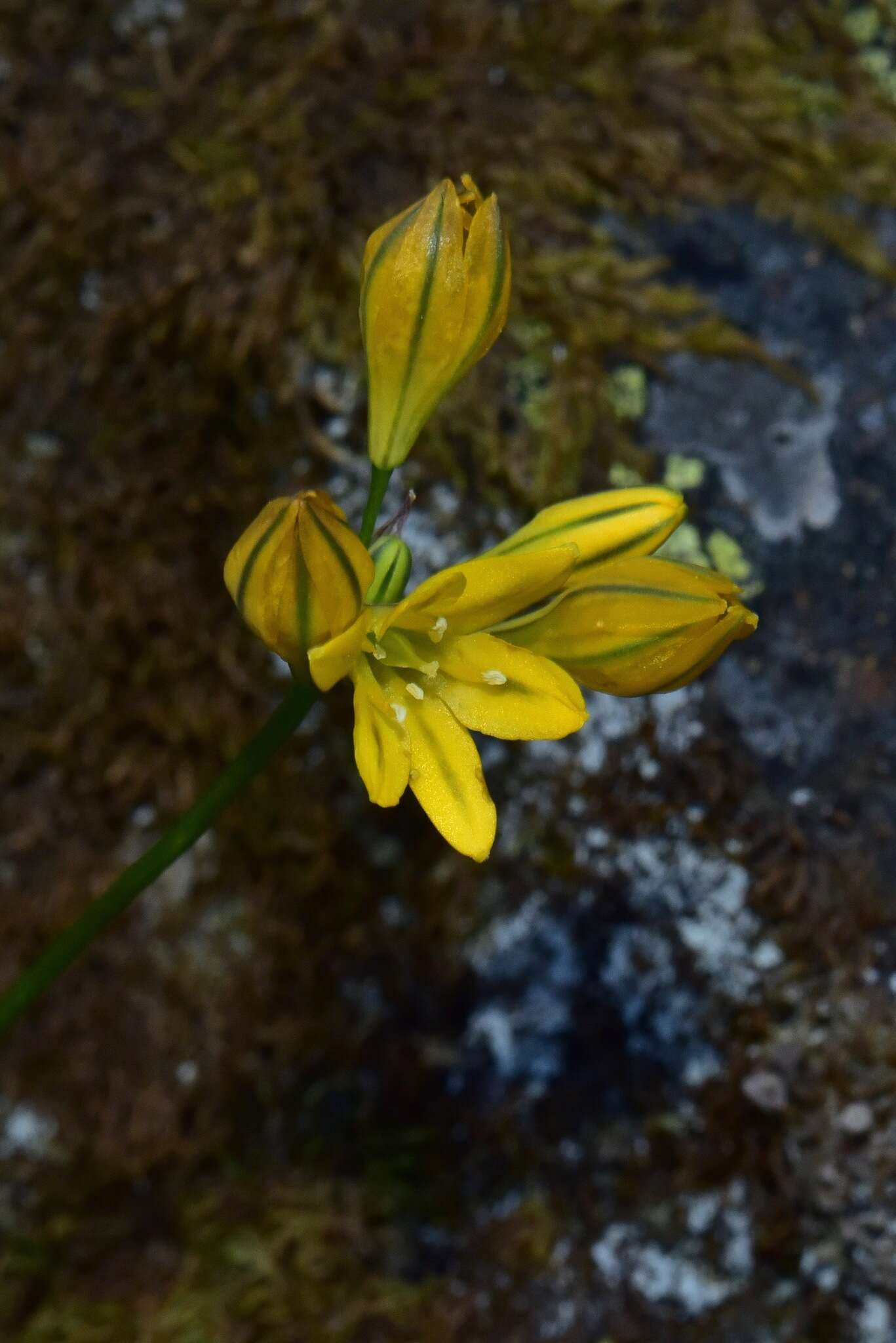 Image of yellow triteleia