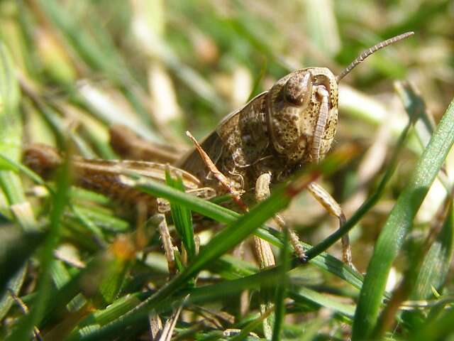 Image of Common Field Grasshopper