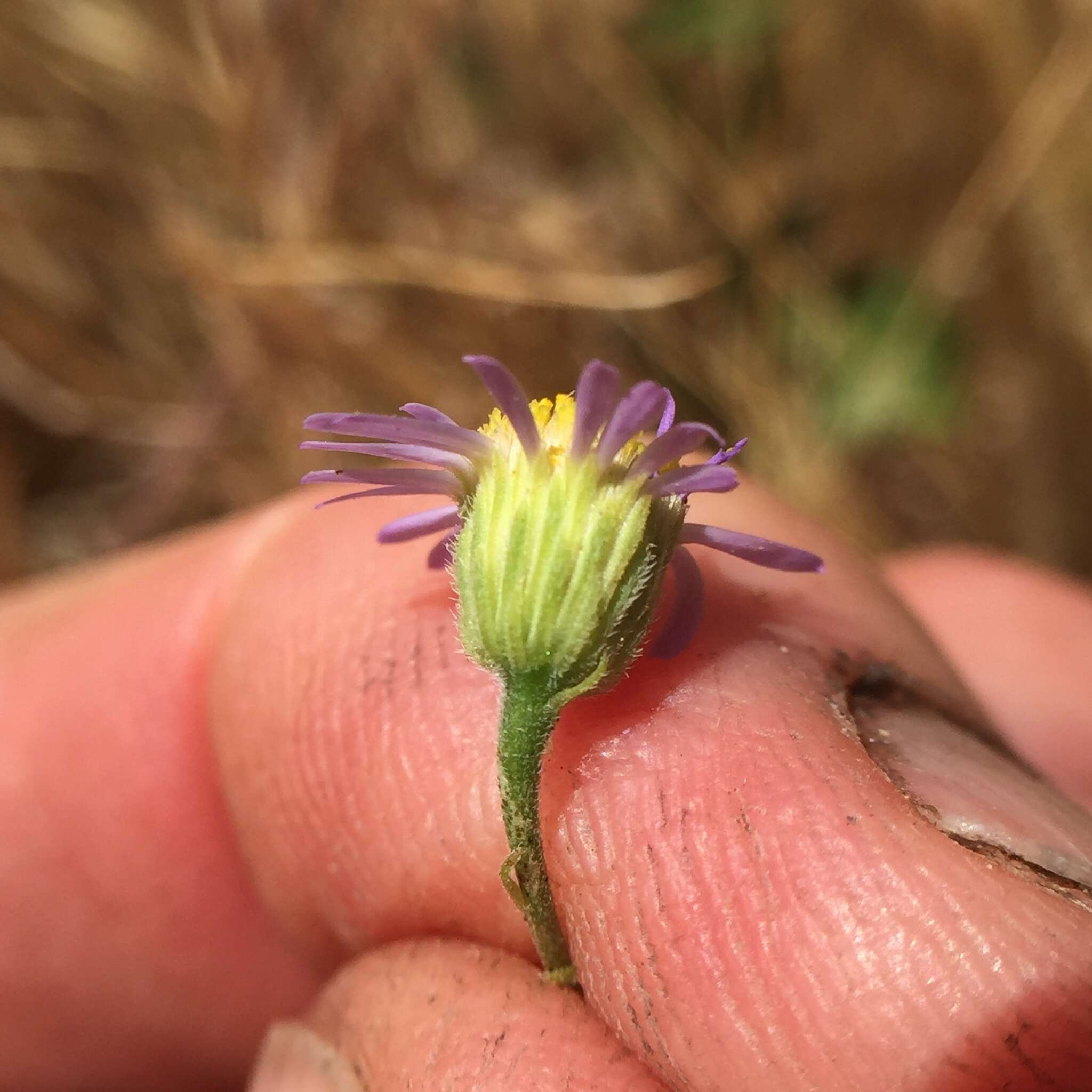 Image of Franciscan erigeron