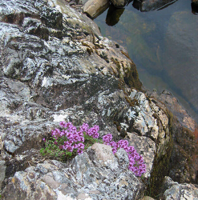 Image of creeping thyme