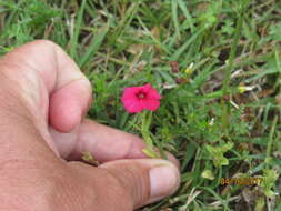 Image of annual phlox