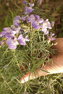 Image of Psoralea montana