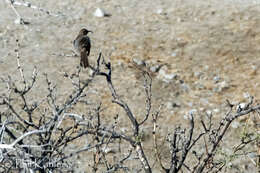 Image of Crissal Thrasher