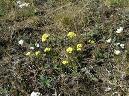 Image of alpine draba