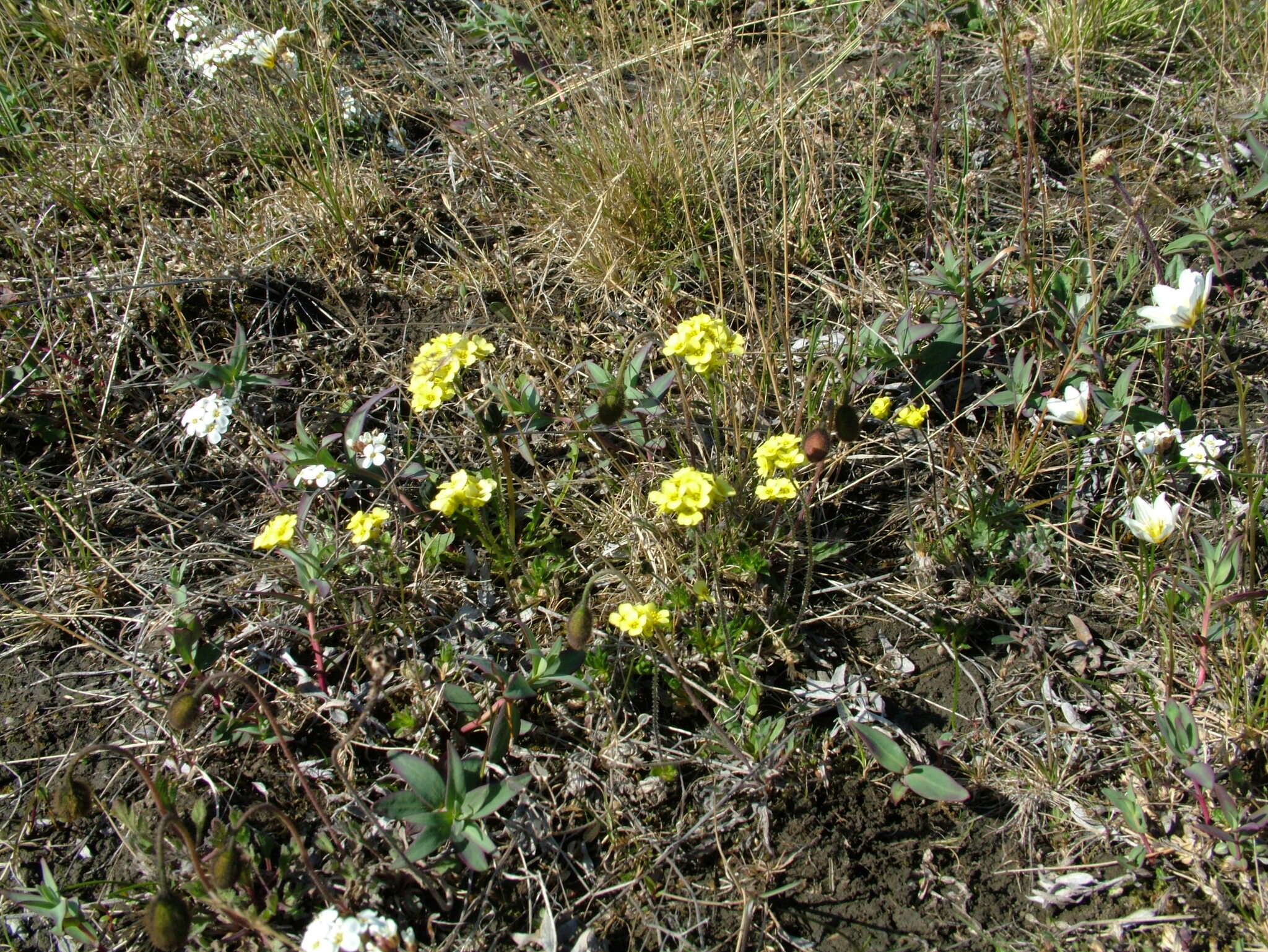 Image of alpine draba