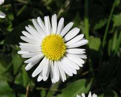 Image of Daisy