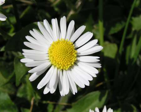 Image of Daisy