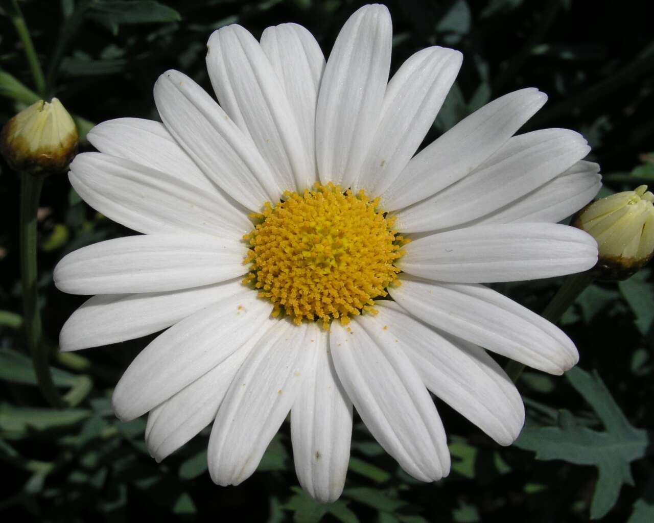 Image of Oxeye Daisy