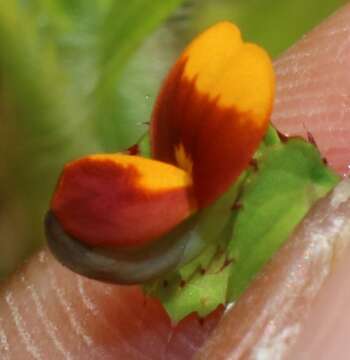 Imagem de Geissaspis cristata var. tenella