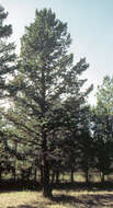 Image of Douglas Fir