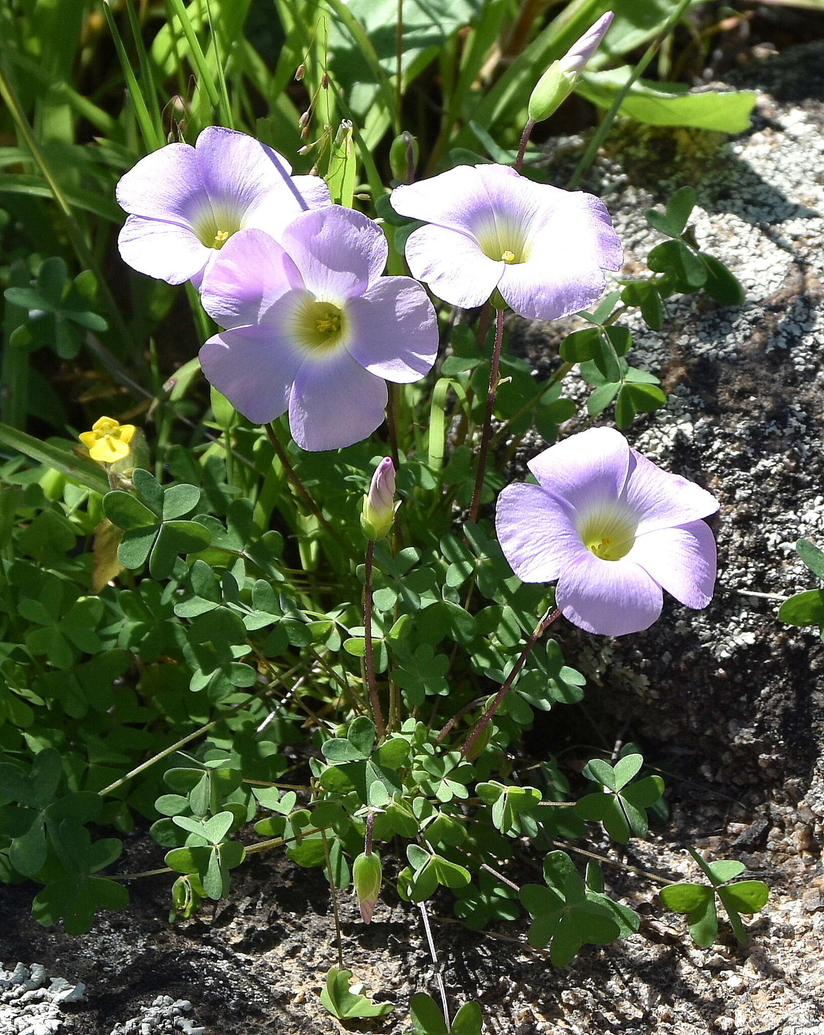 Sivun Oxalis comosa E. Mey. ex Harv. & Sond. kuva