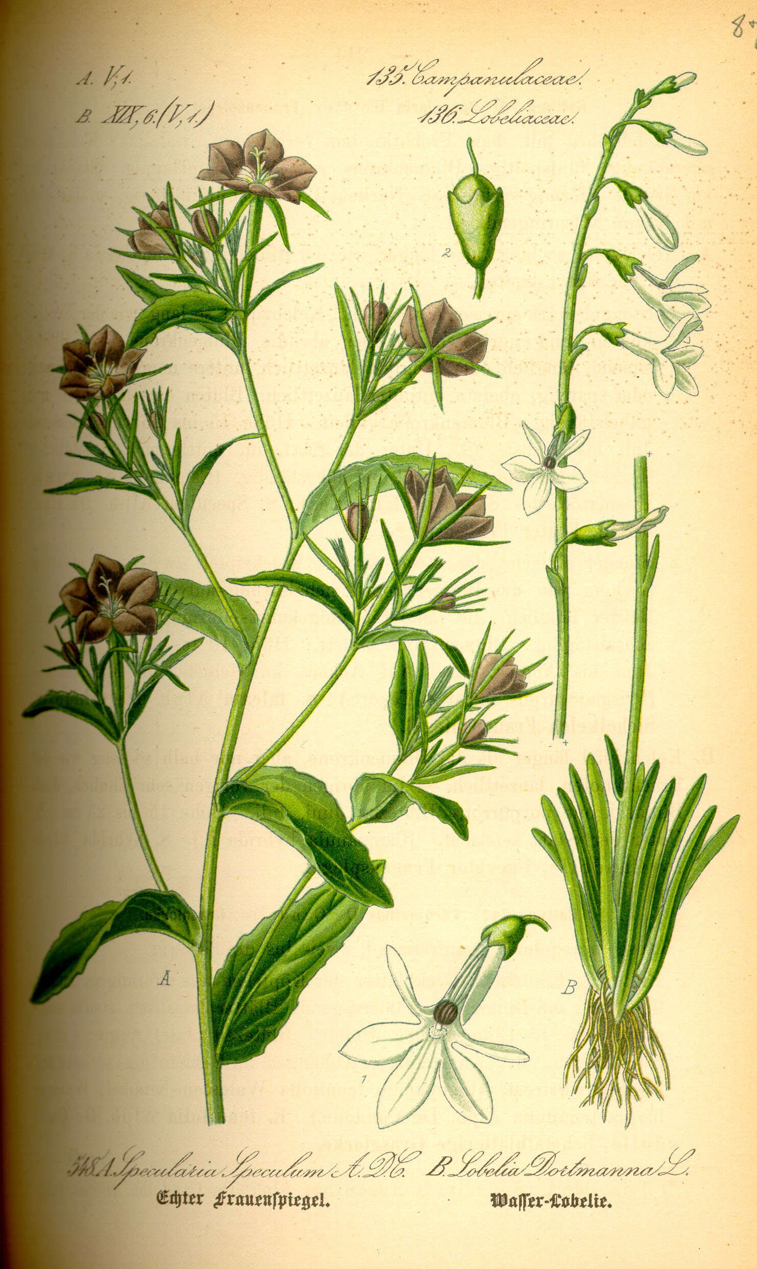 Image of Dortmann's cardinalflower