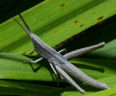 Pseudopomala brachyptera (Scudder & S. H. 1862)的圖片