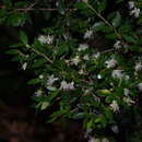 Image of Myrceugenia ovata (Hooker & Arn.) Berg