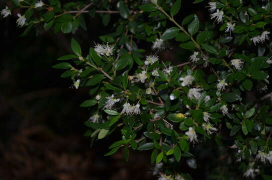 Слика од Myrceugenia ovata (Hooker & Arn.) Berg