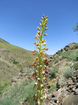 Image of Eremurus turkestanicus Regel