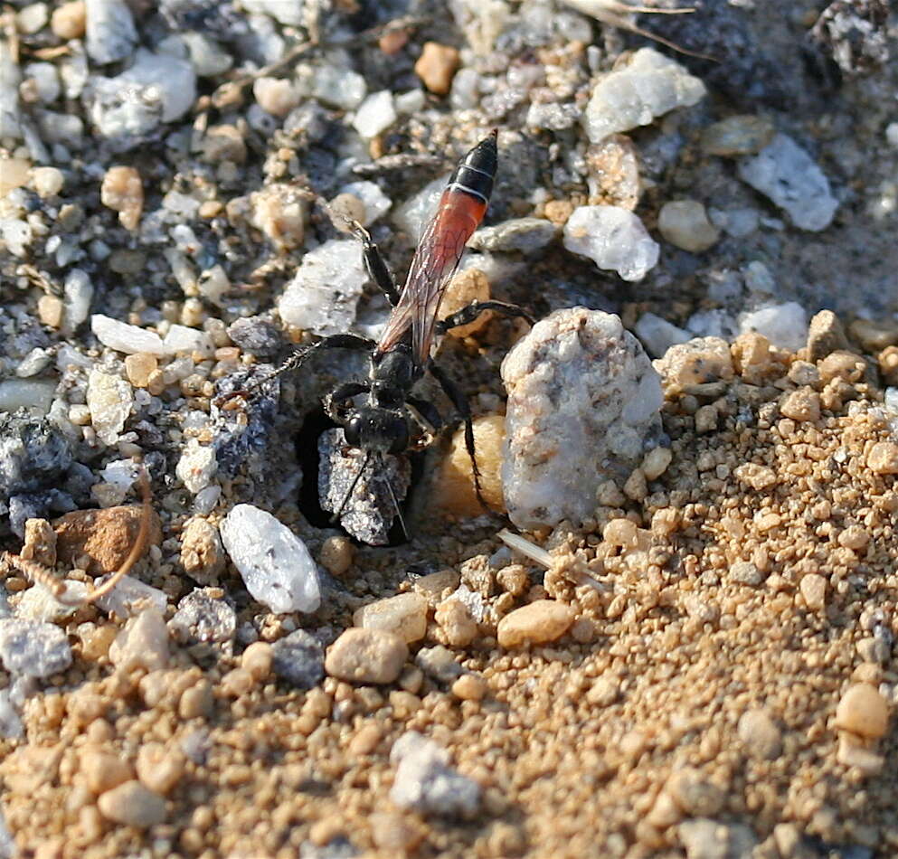 Image of Sphecini Latreille 1802